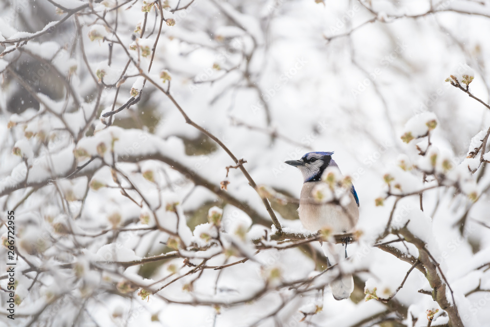 One blue jay bird perched on tree branch during heavy winter in Virginia by flower buds One blue jay bird perched on tree branch during heavy winter in Virginia by flower buds