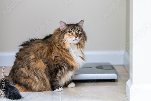 Obraz na płótnie Calico maine coon cat looking up in bathroom room in house by weight scale with