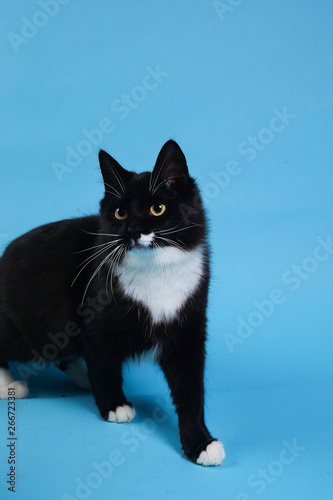 Studio shot of a black cat sits on blue background