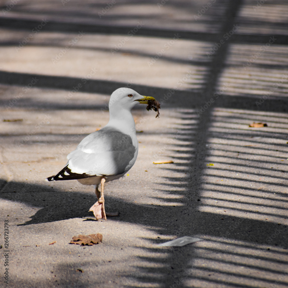 Obraz premium Seagull with garbage in its beak on asphalt