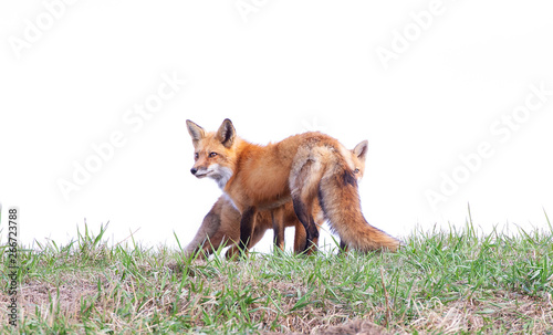 Red fox Vulpes vulpes and her kit on a grassy hill in springtime in Canada 