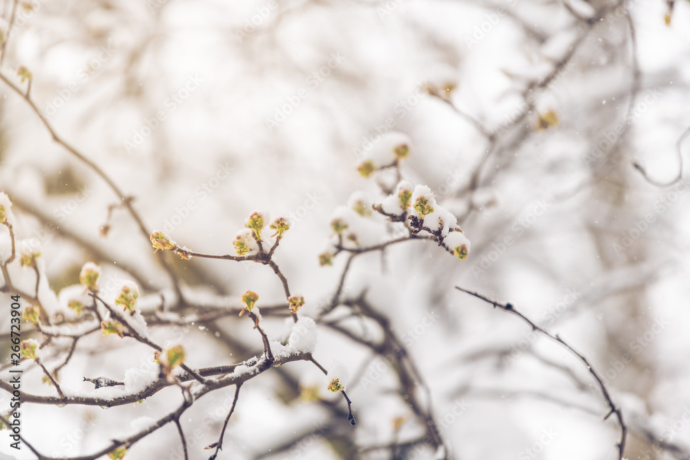 Closeup of sakura cherry blossom tree buds branches in spring covered in snow after snowstorm with vintage soft sunlight