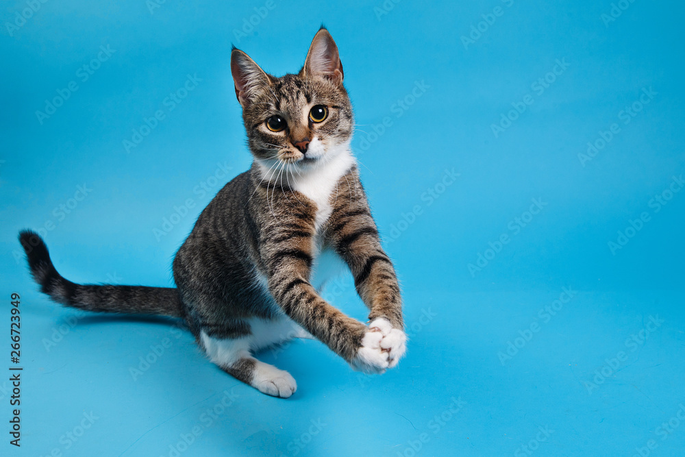 Studio shot of a gray and white striped cat sitting on blue background - obrazy, fototapety, plakaty 