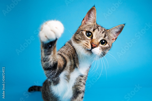 Studio shot of a gray and white striped cat sitting on blue background