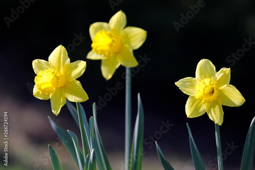Gelbe Narzissen auf einer Wiese hell beleuchtet von der Sonne im Frühling