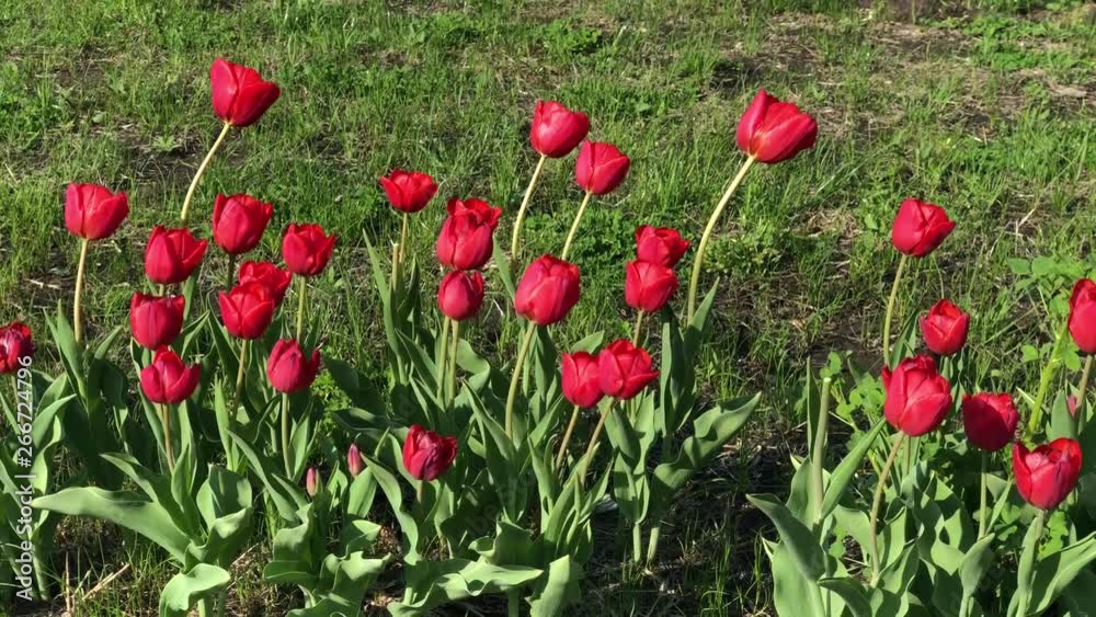 Red tulips closeup sway in the wind against the background of green grass
