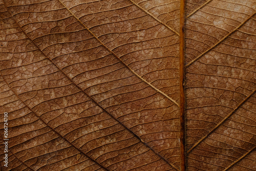 dry brown leaf texture © srckomkrit
