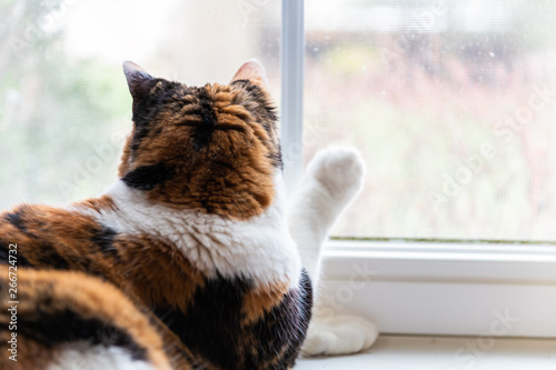 Photography Closeup of one female cute calico cat lying down by windowsill sill indoors of h