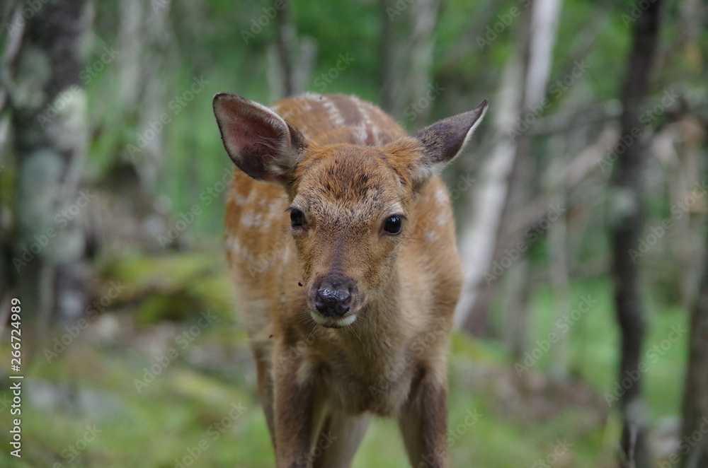 Fototapeta premium 小鹿 fawn in mountain