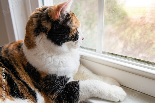 Closeup of profile of one cute calico cat lying down by windowsill in house home room looking out through window © Andriy Blokhin