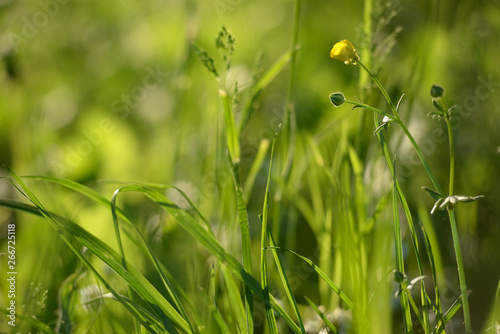 buttercup bud in the early morning light