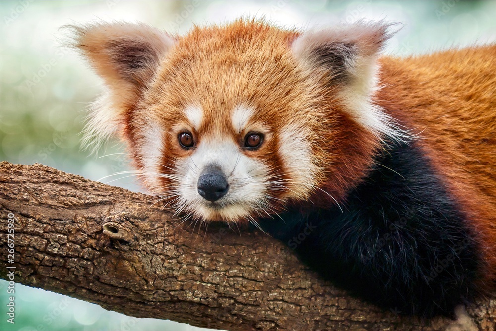 A close-up portrait of a cute red panda (Latin - Ailurus fulgens) relaxing on a tree branch. A close-up portrait of a cute red panda (Latin - Ailurus fulgens) relaxing on a tree branch.