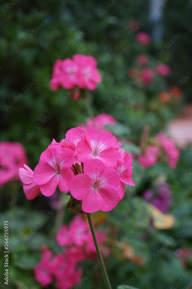 Fototapeta premium flower in the garden