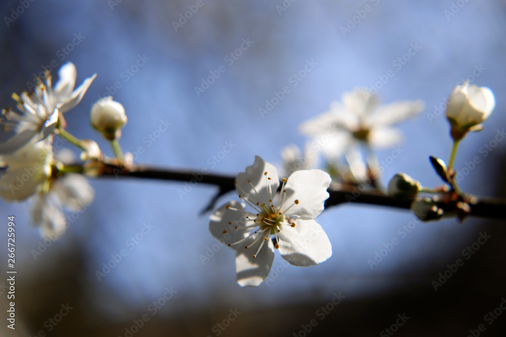 Nahaufnahme Zweig eines Pflaumenbaumes mit Blüte vor blauem Himmel Nahaufnahme Zweig eines Pflaumenbaumes mit Blüte vor blauem Himmel