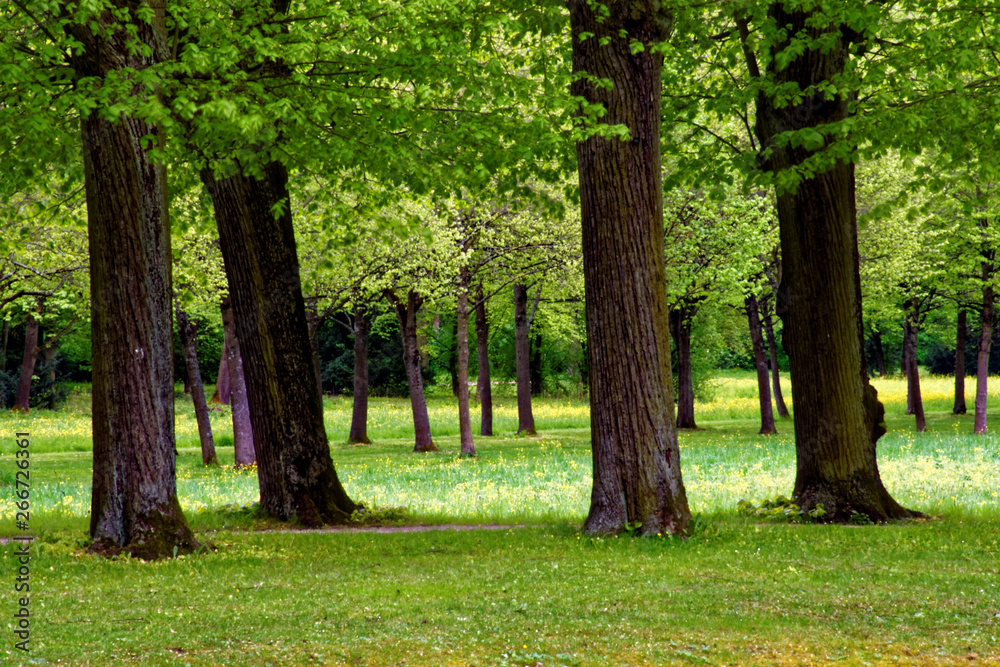 beautiful colors of nature in the spring Park beautiful colors of nature in the spring Park