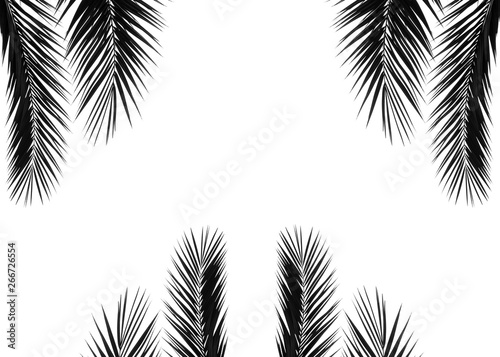 black palm coconut leaf on white background