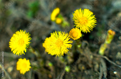 yellow dandelions in a meadow