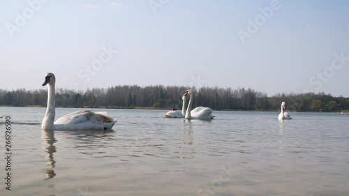 Many swans swim in the pond, on the pheon trees and the sky can be seen.