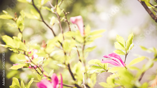 Purple magnolia flower spring wedding background