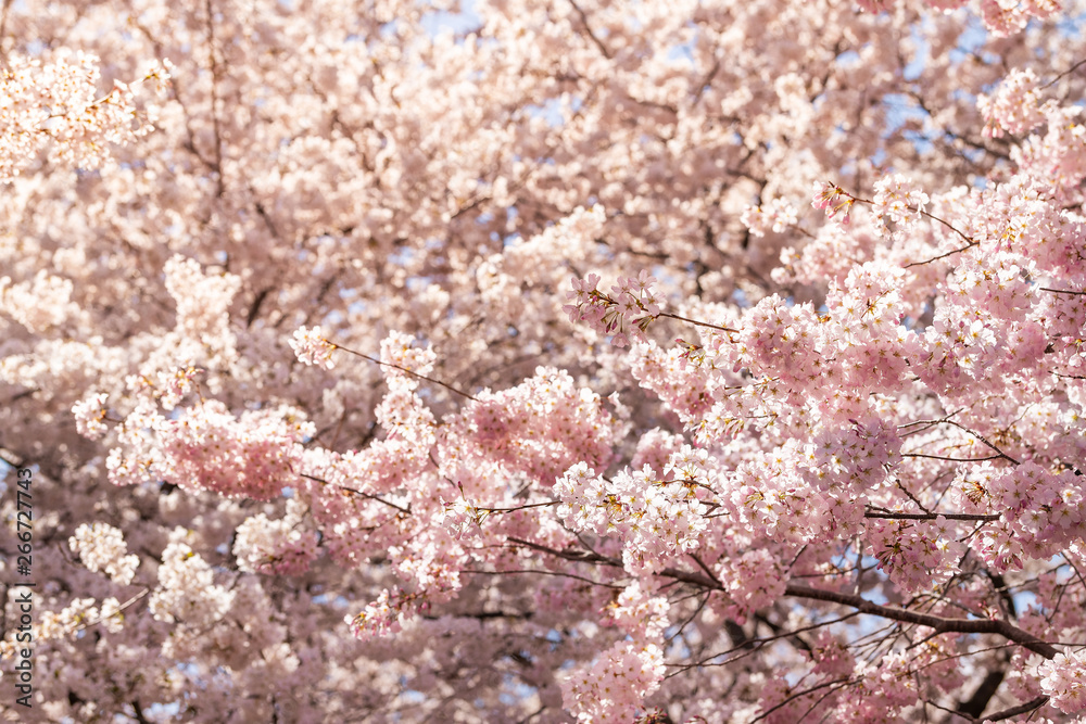 Many pink cherry blossom pattern with petals on sakura trees branches view in springtime in Washington DC
