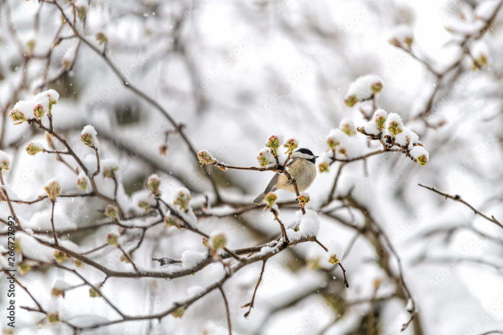 Closeup of one small brown carolina chickadee bird perched on tree branch during heavy winter snow colorful in Virginia with flower buds in spring