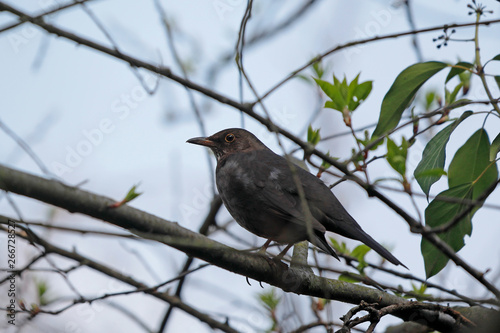 Amsel Weibchen auf Ast als Close up.