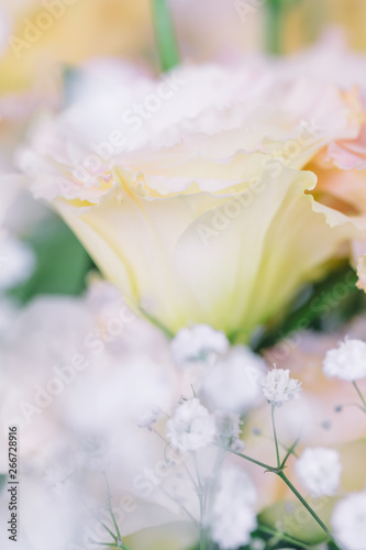 Beautiful and gentle pink Eustoma flowers  Lisianthus  tulip gentian  eustomas. Close up  vertical composition  selective focus