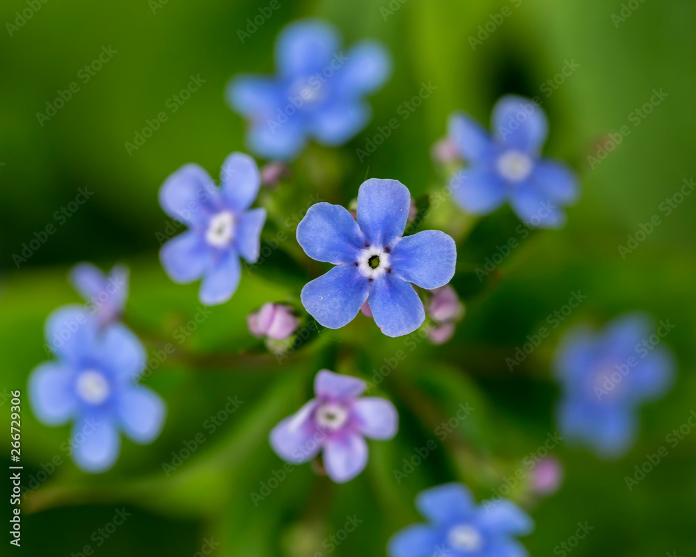 Beautiful, blue, fragrant flowers of Brunnera macrophylla or nezabudnik, on a blurred background. Macro.