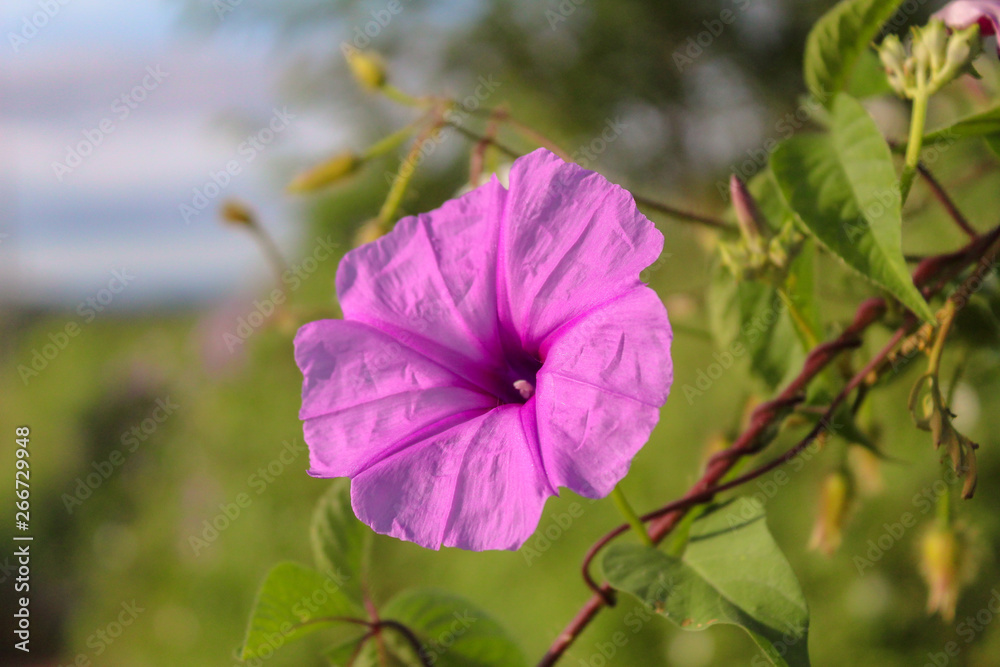 linda flor roxa com folhas verde claro ao redor