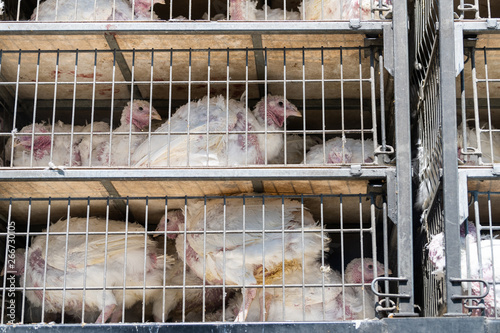 Fototapeta Naklejka Na Ścianę i Meble -  Sick and sad live turkeys transported to slaughterhouse in truck for Thanksgiving in crammed metal cages, showing animal cruelty