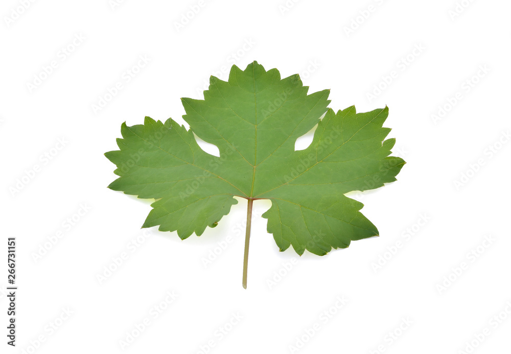 Fototapeta premium Grape leaf isolated on white background