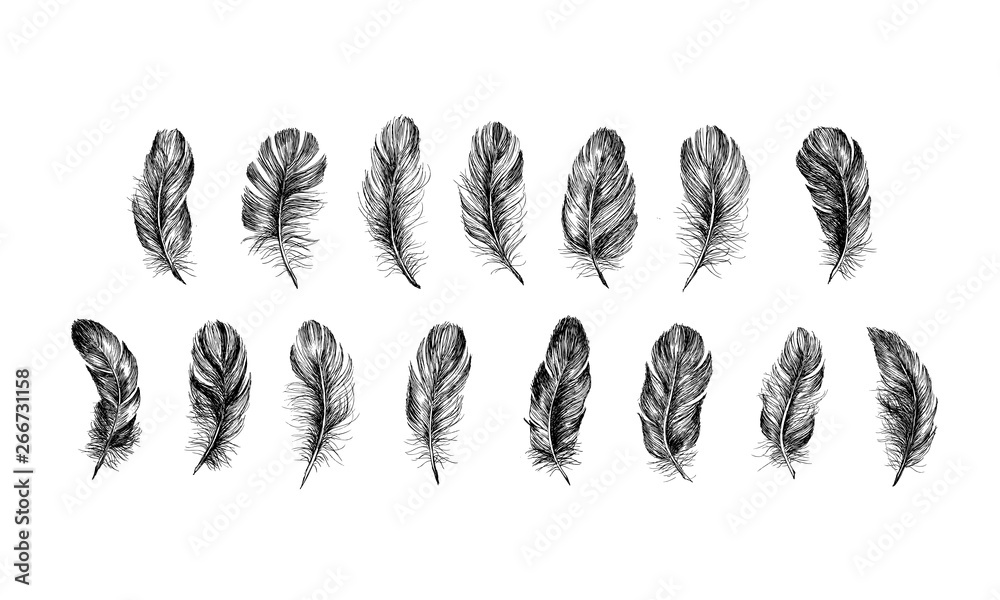 Hand drawn feathers on white background