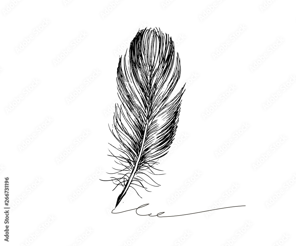Obraz premium Hand drawn feathers on white background