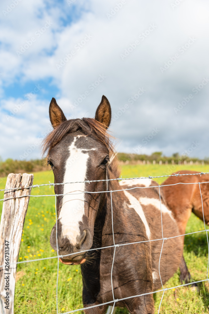 Pottok horse behind a fence. Basque country.