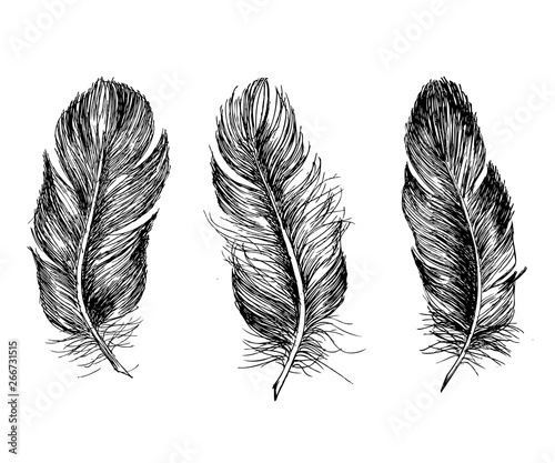 Hand drawn feathers on white background