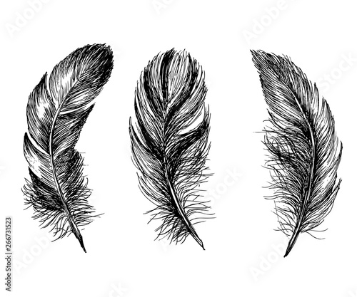 Hand drawn feathers on white background