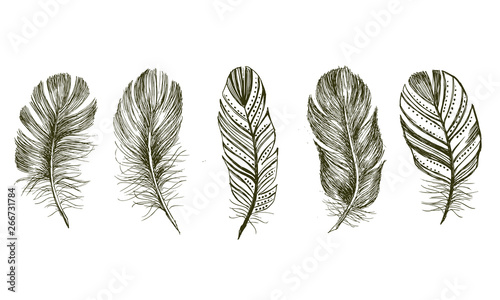 Hand drawn feathers on white background