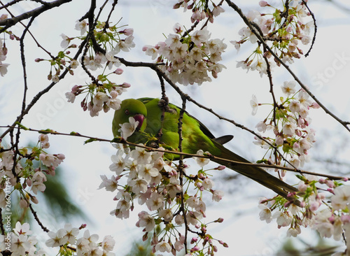A parrot enjoying nectar of the plum tree