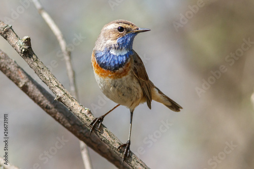 The bluethroat on the branch in sunshine © EvgeniaSevryukova