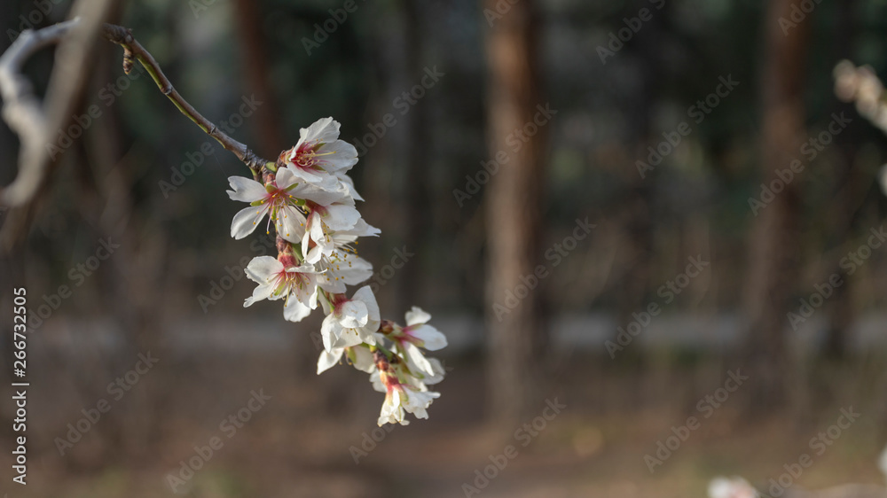 Field with Cherry blossoms in spring