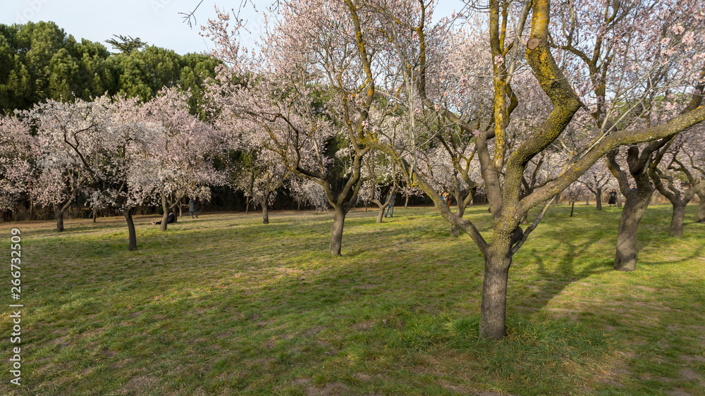 Field with Cherry blossoms in spring