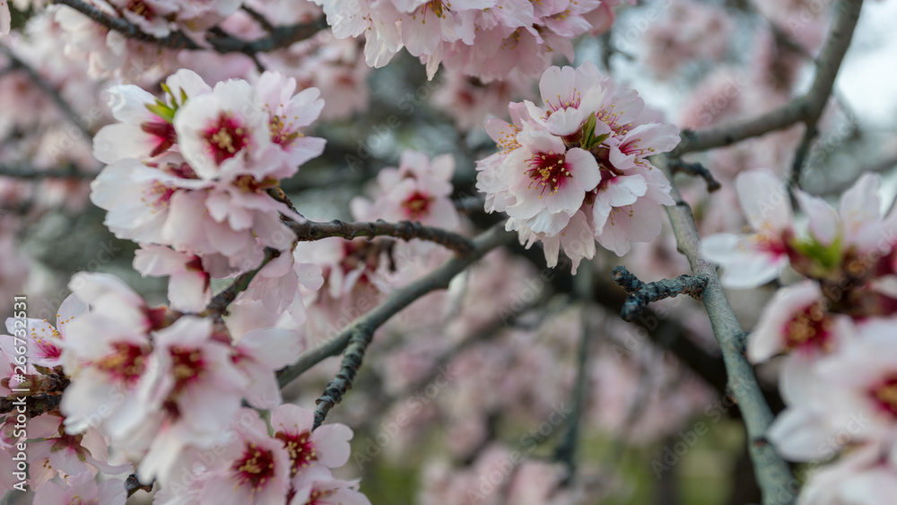 Field with Cherry blossoms in spring