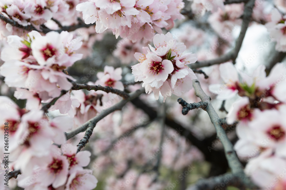 Field with Cherry blossoms in spring