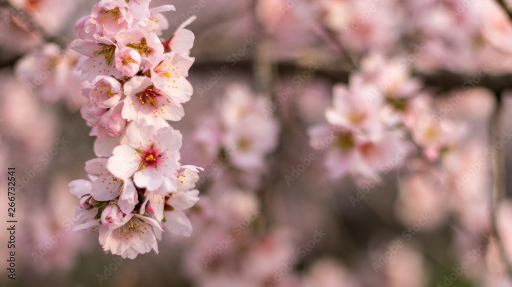 Field with Cherry blossoms in spring