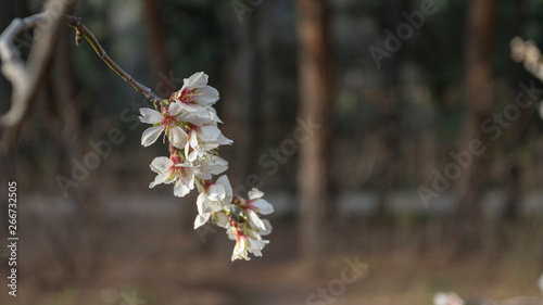 Obraz na płótnie Field with Cherry blossoms in spring w salonie
