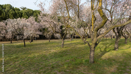 Obraz na płótnie Field with Cherry blossoms in spring w salonie