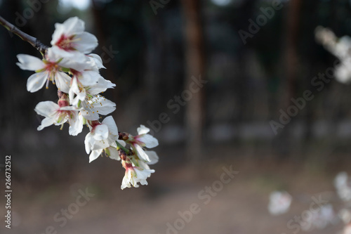 Field with Cherry blossoms in spring