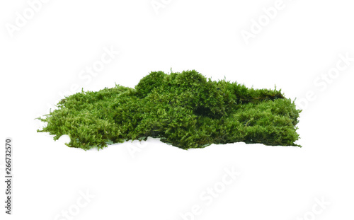 mosses isolated on white background