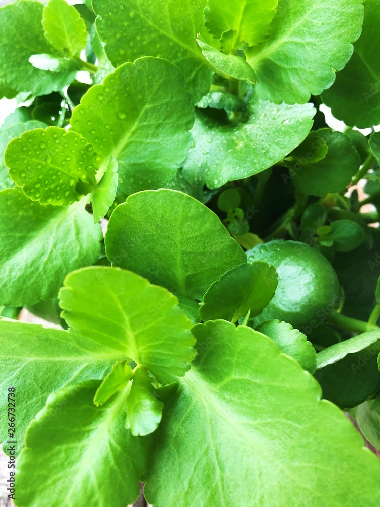 Obraz premium Beautiful green plant in a pot view