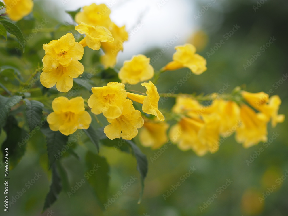 Obraz premium Trumpetbush Yellow elder flower on blurred nature background